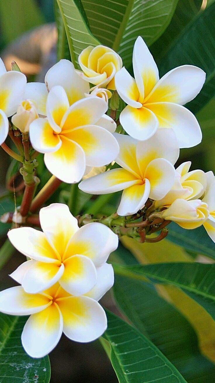 Luminous Moonlight Whispers Floral Harmony